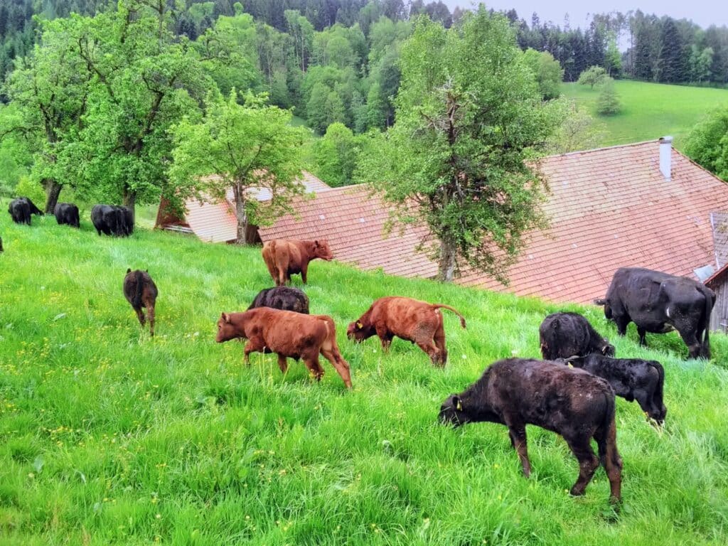 Rinder auf der Weide im Herrenholz
